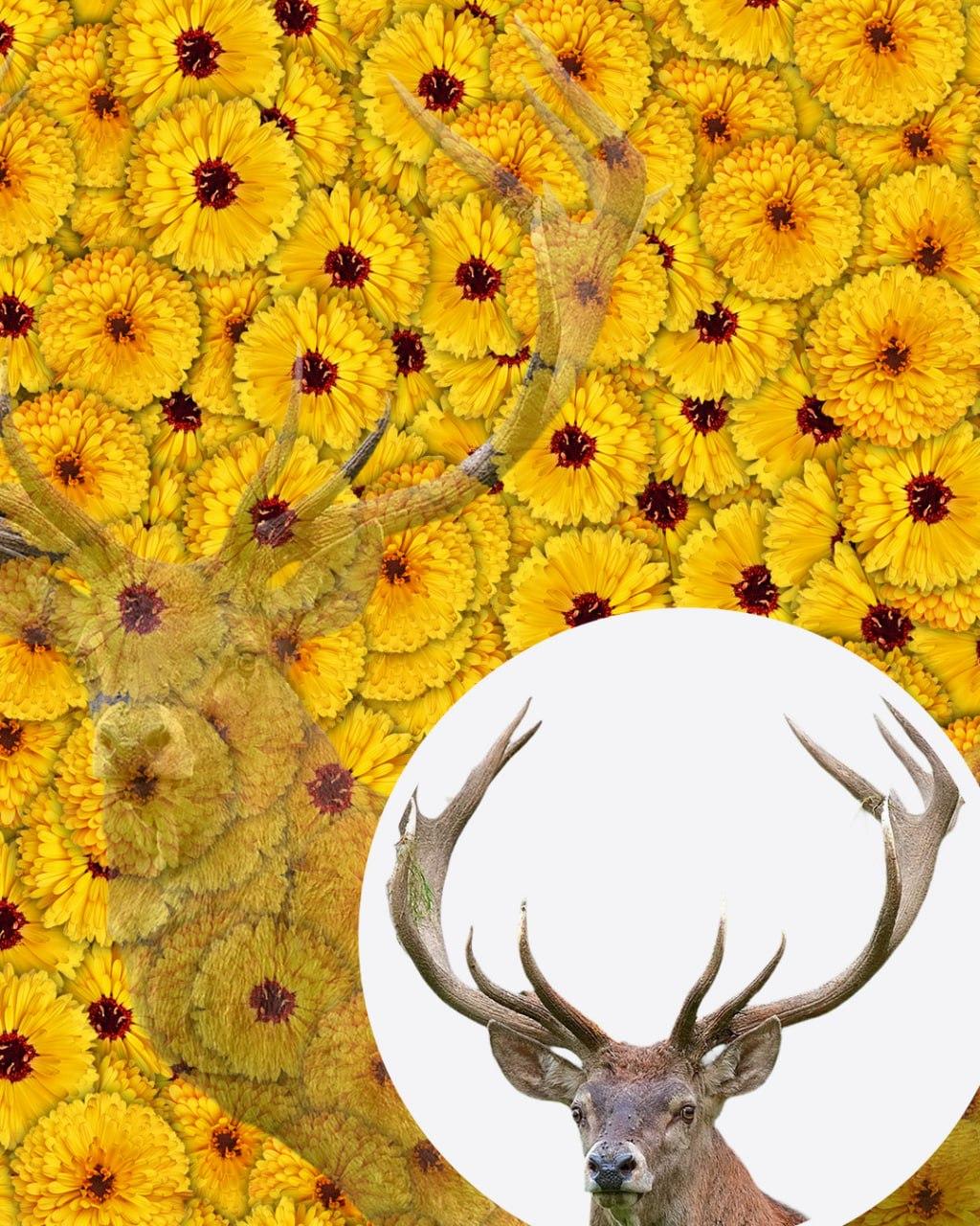 Samo 1 od 10 ljudi bo v 7 sekundah našel jelena na sliki: zelo zapletena optična prevara