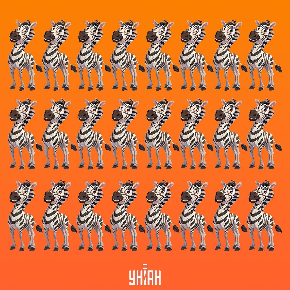 Čas je, da poiščemo zebro, ki ni podobna drugim / Moje collage