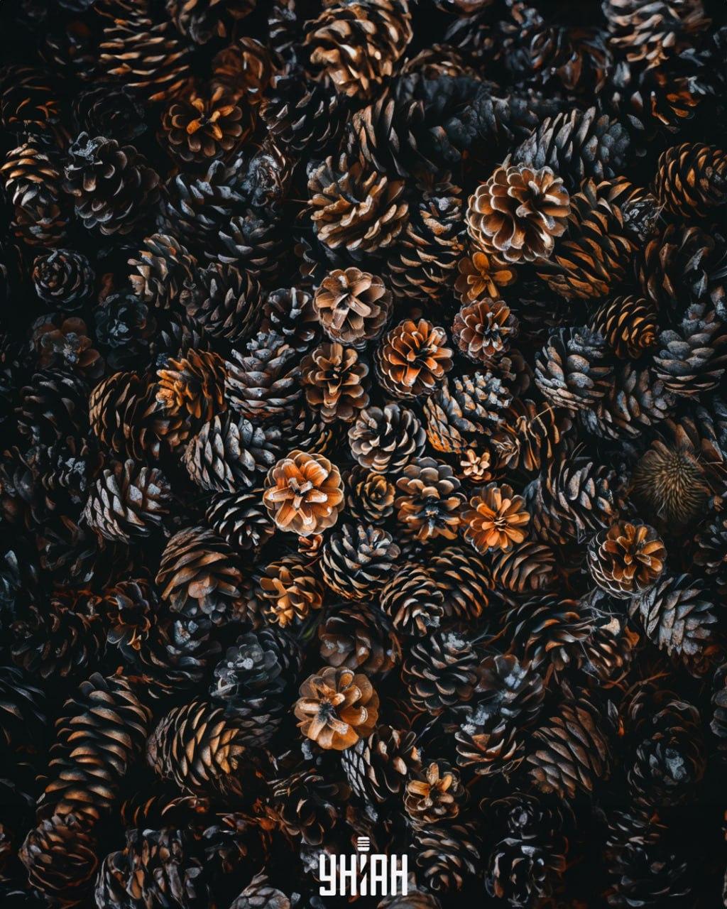 Med stožci je treba najti ježka / Moje collage