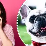 Izjemno zapletena optična iluzija: samo pravi detektiv lahko najde psa