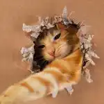 Kako genialna je vaša mačka: enostaven IQ test z igračo