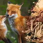 Le 15 sekund, da najdete lisico: skrivnost z zapletom, ki