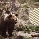 Medveda morate najti v 11 sekundah: optična iluzija za najbolj