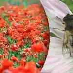 Najtežja optična iluzija: med maki morate najti čebelo