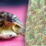 Optična iluzija ni za ljudi s slabim srcem: ali lahko