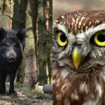 Premeteno sovo bodo v 9 sekundah našli le ljudje z