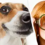 Samo pravi IQ-jevec bo v 10 sekundah videl psa v