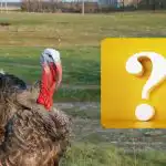 Samo velikan IQ lahko v 10 sekundah najde vrabca: preizkusite