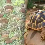 Tudi geniji ne najdejo odgovora na uganko: med želvami moraš