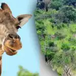 V 10 sekundah poiščite vse živali na sliki: uganka, ki