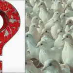 Vsi vidijo golobe, vi pa morate v 10 sekundah najti